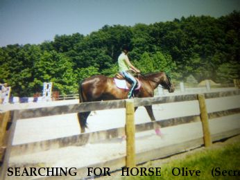 SEARCHING FOR HORSE Olive (Secret Image), REWARD Near Churchville, MD, 21028